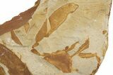 Fossil Seed Fern (Glossopteris) Plate - Australia #321023-2